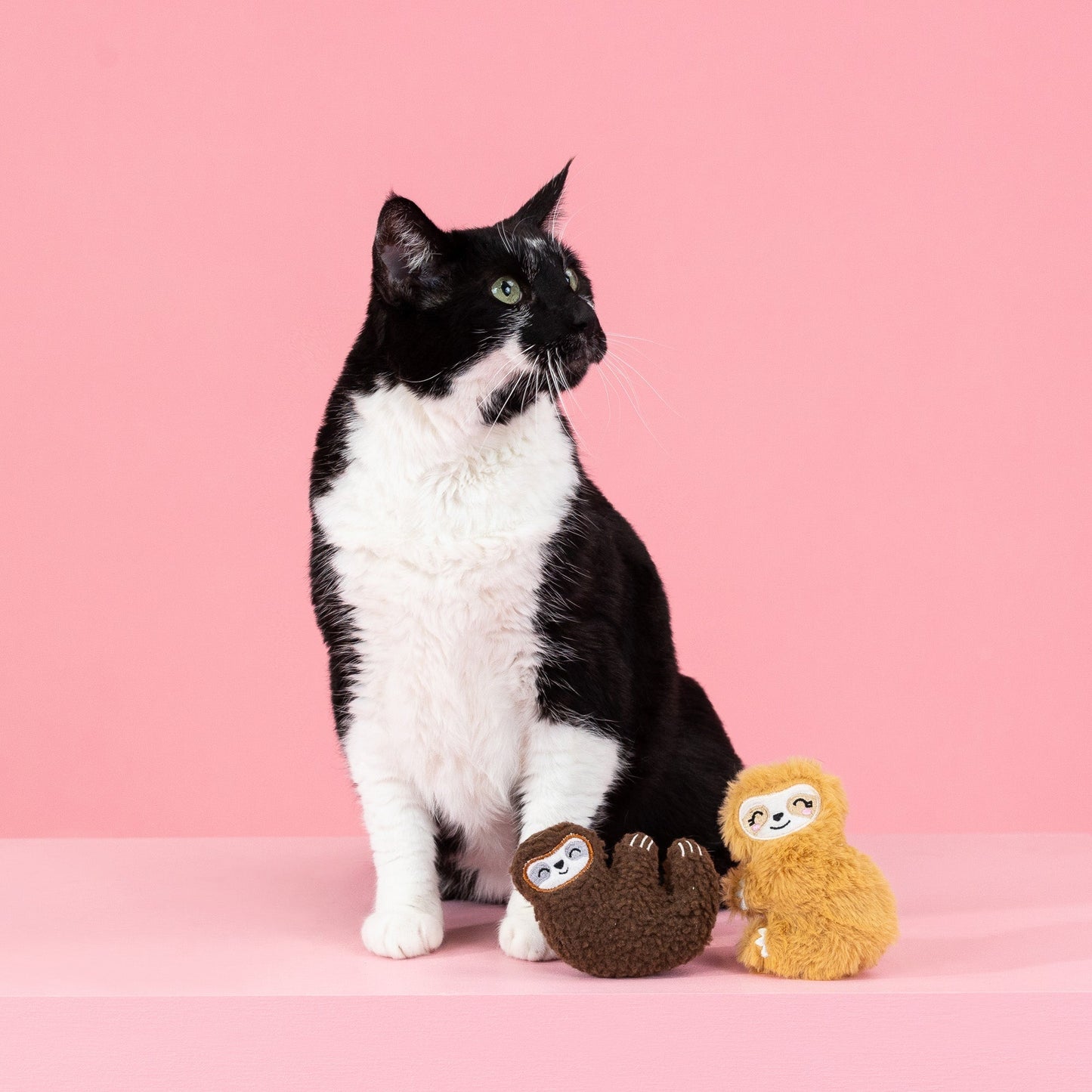 SLOW CAT TOY